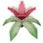 Bananaorchid