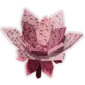 Cyclamen