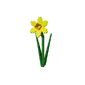 Daffodil