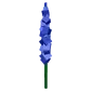 Delphinium