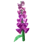 Foxglove