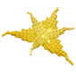Honeysuckle
