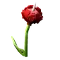 Horned Rose