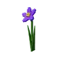 Nightshade