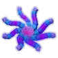 Octobloom