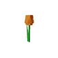 Orangetulip