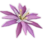 Paradisepetal