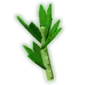 Parsley