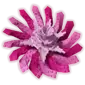 Pink Sidedandelion