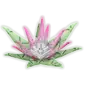 Protea