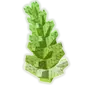 Romanesco