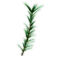 Rosemary