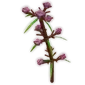 Speargrass