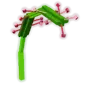 Sundew