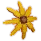 Sunflower2