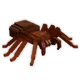 Trapdoor Spider