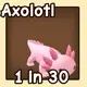 Axolotl