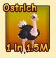 Ostrich