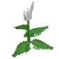 Peace Lily