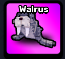 Walrus